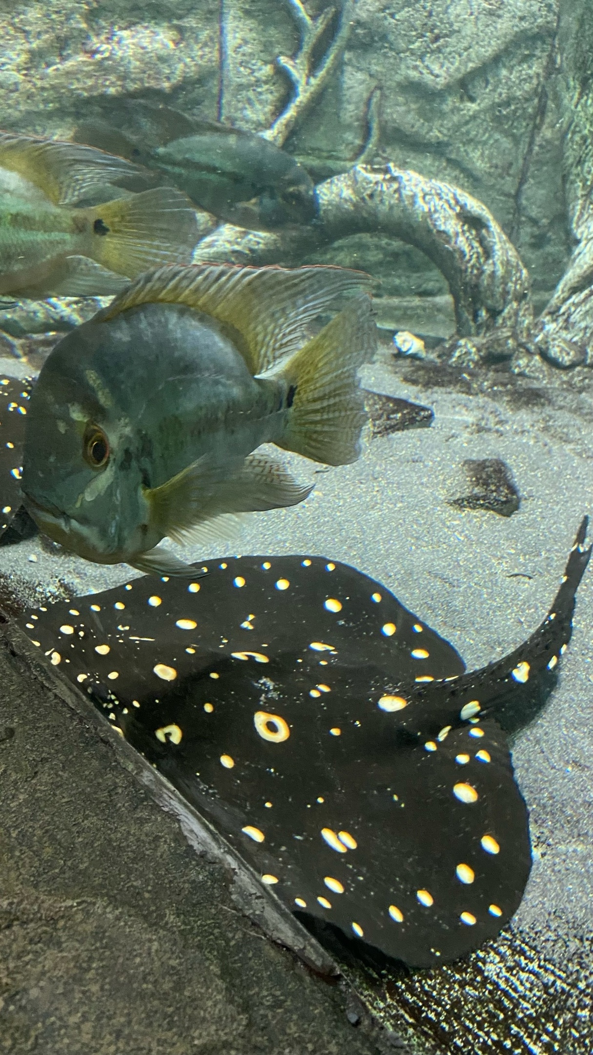 Недорогой отдых Севастополь аквариум