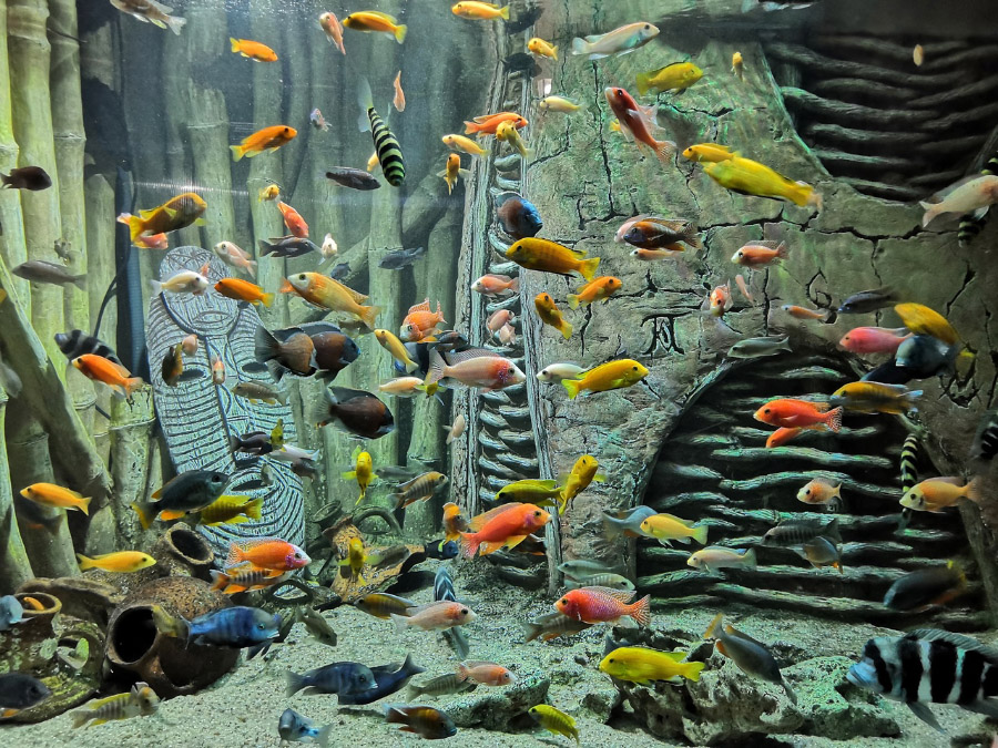 Музеи в Севастополе:  аквариум